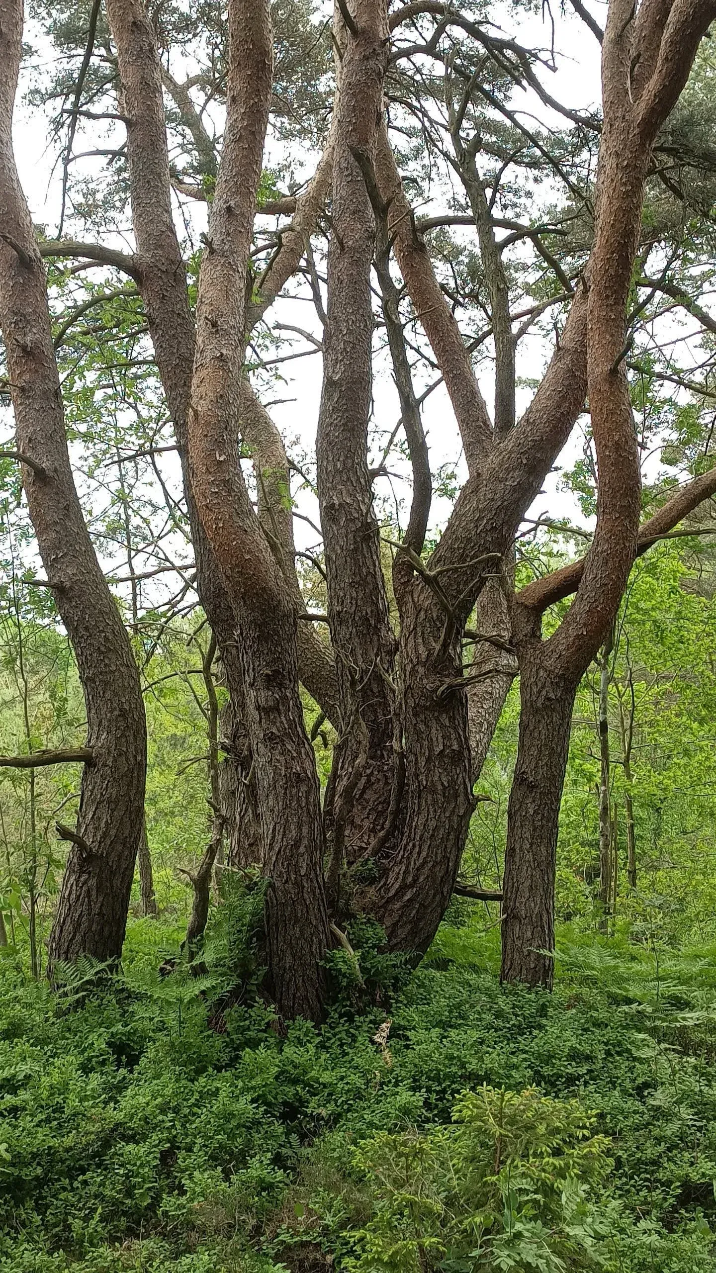 Västkustens skogar
